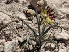 Fritillaria pinetorum