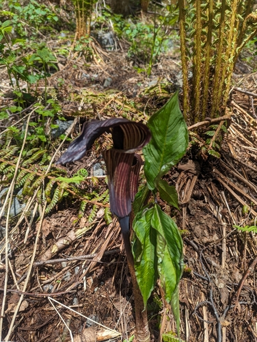 Arisaema nikoense iNat (3)