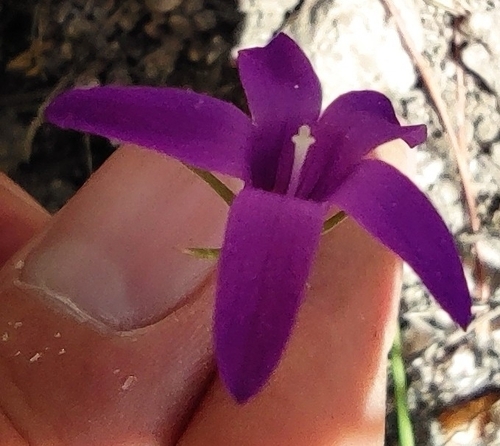 Image of Campanula lusitanica by (c) Daniel Heras González, some rights reserved (CC BY)