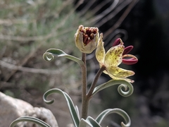 Fritillaria pinetorum