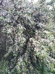 Prunus myrtifolia