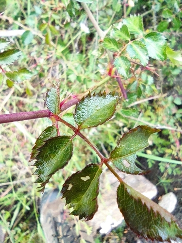 Rosa pouzinii, photograph 6