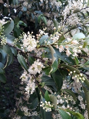 Prunus myrtifolia