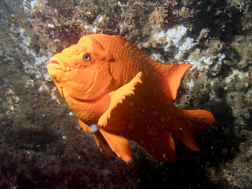 Garibaldi