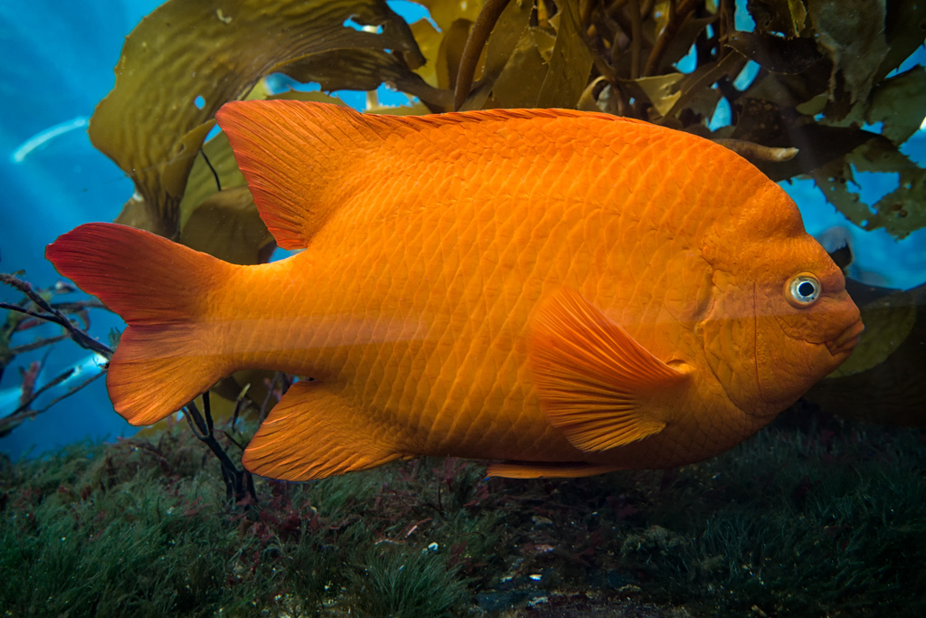 Photo of a Garibaldi