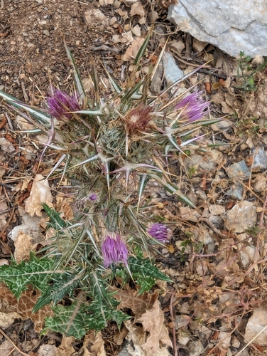 Image of Notobasis syriaca by no rights reserved