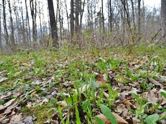 Luzula acuminata acuminata