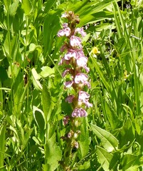 Pedicularis attollens