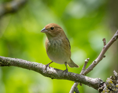 Indigo Bunting photo 2