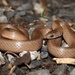 Mountain Earthsnake - Photo (c) Ty Smith, some rights reserved (CC BY-NC), uploaded by Ty Smith