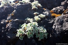 Potentilla villosa