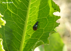 Gastrophysa atrocyanea