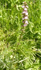 Pedicularis attollens