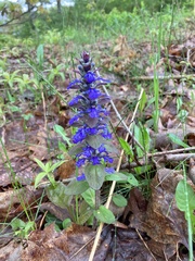 아주가 (Ajuga reptans): 기원과 용도 — 사진 3