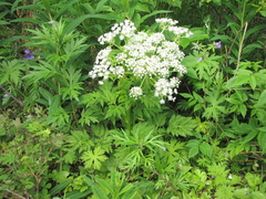Pleurospermum uralense
