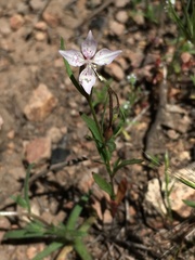 Clarkia similis