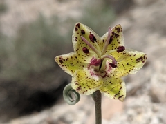Fritillaria pinetorum