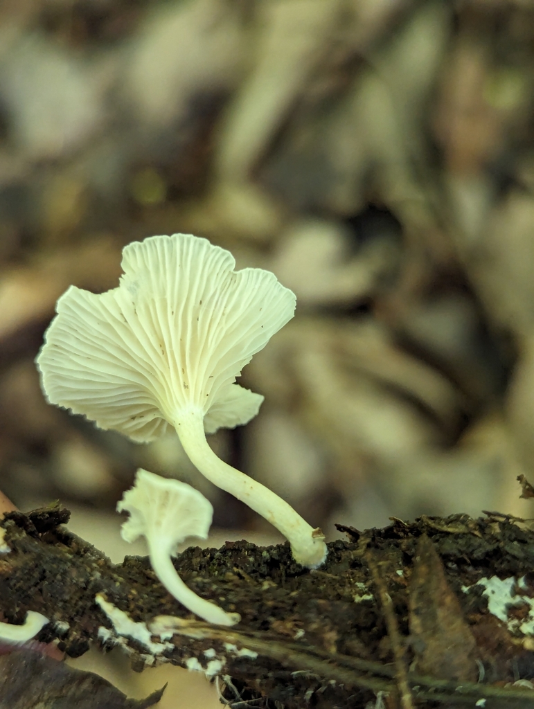 Clitocybe peralbida