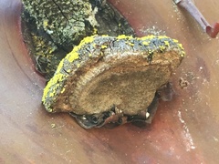 Phellinus arctostaphyli