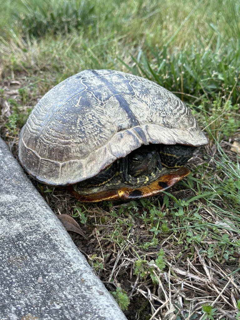 Pond Slider from Bennett Mountain Trace, Chapel Hill, NC, US on May 19 ...