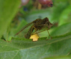 Mantispa styriaca