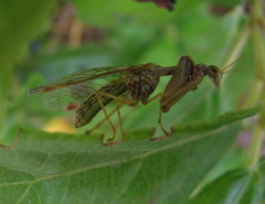 Mantispa styriaca