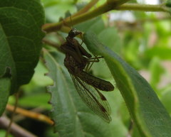 Mantispa styriaca