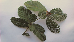 Cordia nodosa