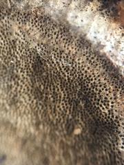 Phellinus arctostaphyli