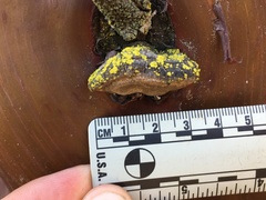 Phellinus arctostaphyli