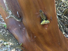 Phellinus arctostaphyli