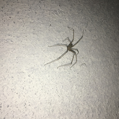 Pholcidae