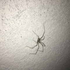 Pholcidae