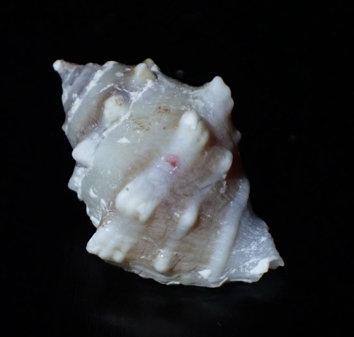 Medium