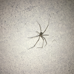 Pholcidae