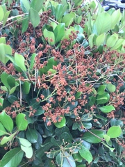 Olearia avicenniifolia