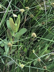Cyperus blepharoleptos