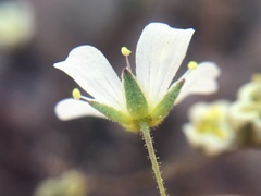Sabulina douglasii