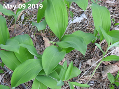 Convallaria
