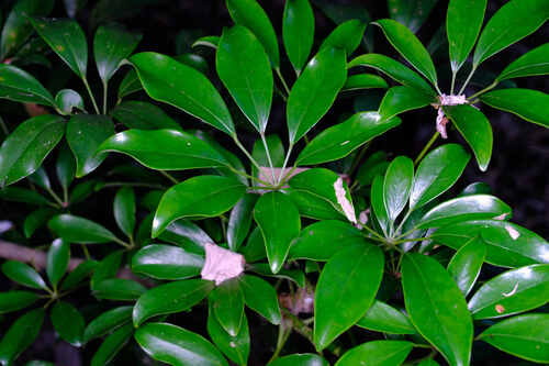 Heptapleurum arboricola