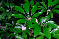 Heptapleurum arboricola