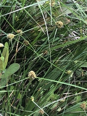 Cyperus blepharoleptos
