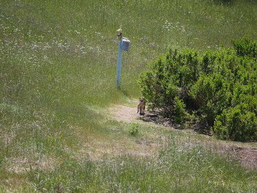 iNaturalist observation photo of Bobcat
