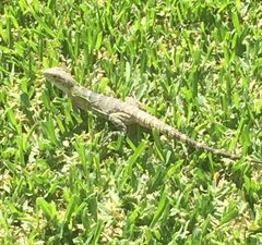 Ctenosaura hemilopha