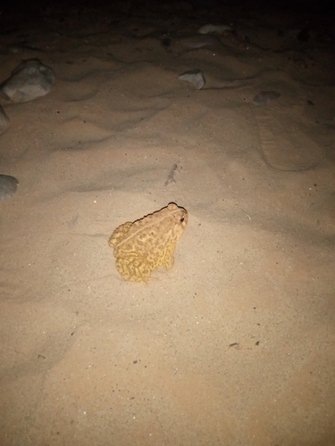 Woodhouse's Toad photographed in Utah