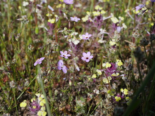 iNaturalist observation photo of Serpentine Leptosiphon