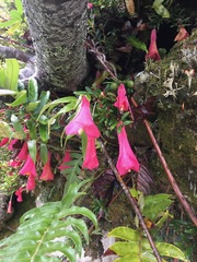 Philesia magellanica