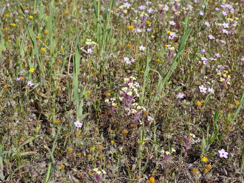 iNaturalist observation photo of Johnnytuck