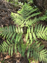 Pteridium aquilinum feei