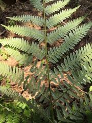 Pteridium aquilinum feei
